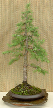 Larch