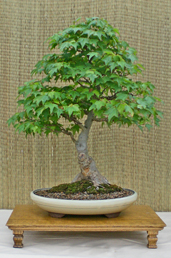 Trident Maple