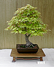 Maple