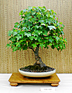 Trident Maple