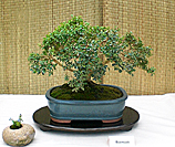 Boxwood