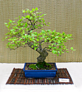 Korean Hornbeam