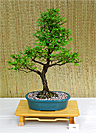 Chinese Elm