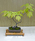 Chinese Elm