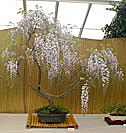 Chinese Elm