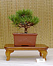 Boxwood