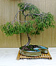 Chinese Elm