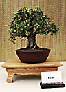 Ficus