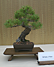 White Pine