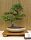 Chinese Elm