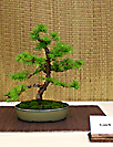 Korean Hornbeam