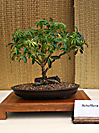 Schefflera