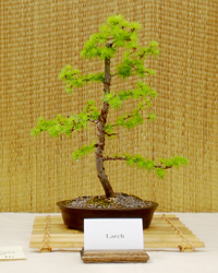 Chinese Elm