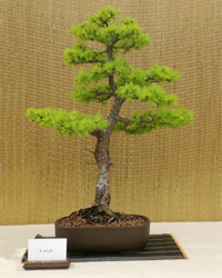 Cascade Juniper