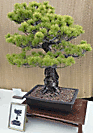 White Pine