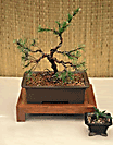 Mugo Pine