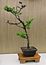 Larch