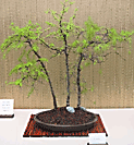 Larch