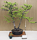 Larch