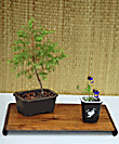 Cedar