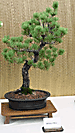 White Pine