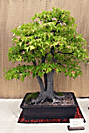 Trident Maple