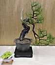 Ponderosa Pine