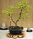 Japanese Maple