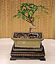 Schefflera