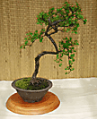 Cotoneaster