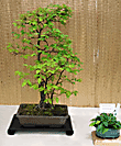 Elm