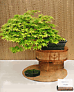 Japanese Maple