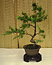 Spruce