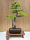 Larch