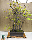 Beech