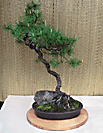 Pine