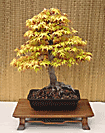 Maple