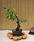 Hemlock