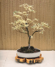 Japanese Maple