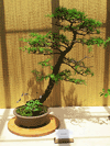 Trident Maple