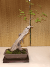 Chinese Elm