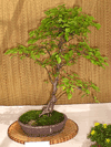 Hornbeam