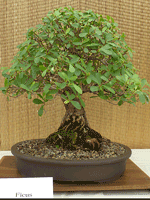 Ficus