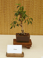 Ficus