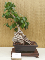 Ficus