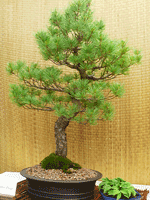 White Pine