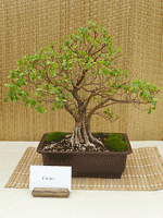 Ficus