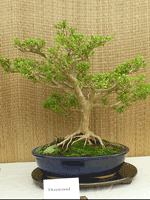 Boxwood