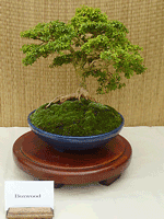 Boxwood