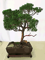 Ficus